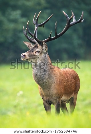 Dominant red deer, cervus elaphus, stag looking aside on hay field in autumnal nature. Wild male animal with strong antlers observing and breathing vapor on cold morning. Royalty-Free Stock Photo #1752594746