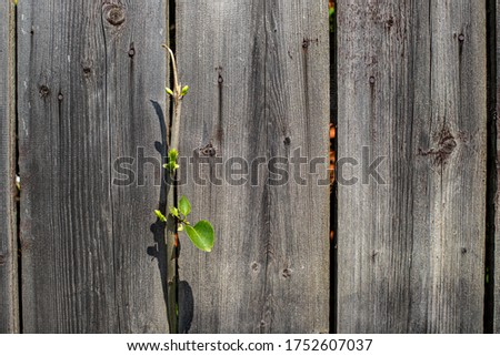 green leaves on wooden background