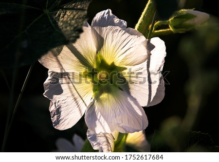 
Mallow flower transparent beautiful white, shines through at sunset, in the wild