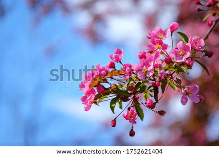 Close-up of a branch from a Cherry Blossom tree, with bright pink flowers set against a blue sky