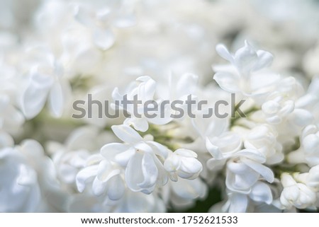 Delicate white flowers of the lilac tree. The image contains a noise effect. image with selective focus.