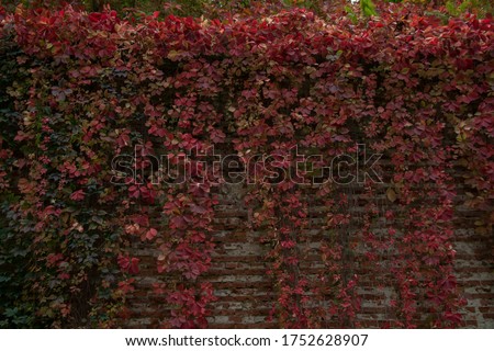 Red leaves on the wall in the park in Cracow, Malopolskie, Poland.