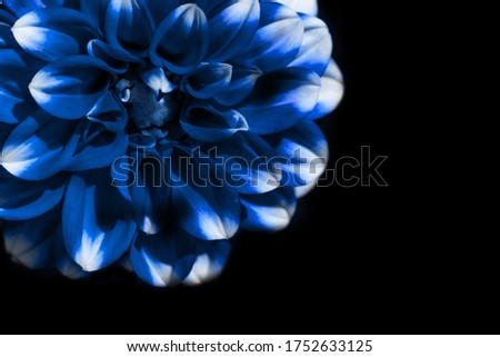 Classic blue pantone color of 2020 year flower bud cropped frame on isolated black.