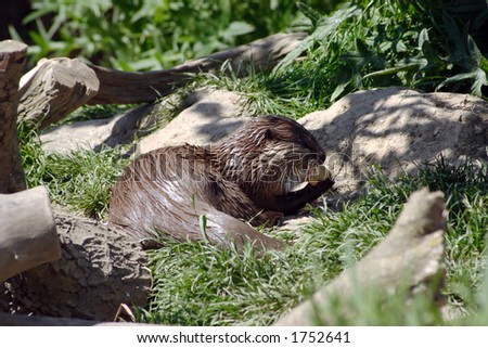 A single Otter feeding