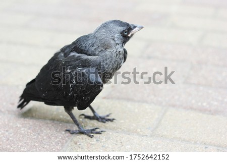 young jackdaw bird on the road