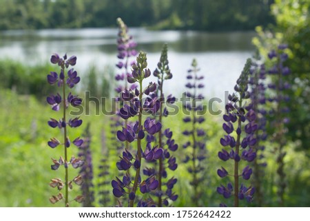 Summer landscape background with a lake and lupine flowers.