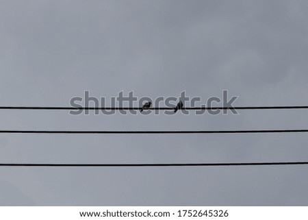 two birds on cable line