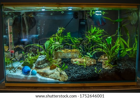 Three gallon betta or siamese fighting fish aquarium with live aquatic plants ghost shrimp snails rocks heater filtration sand substrate and led lights