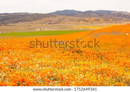 Antelope Valley California Poppy Reserve State Natural Reserve. Orange and green fields.