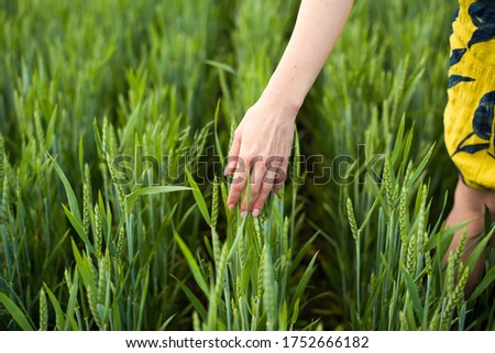 Picture of female woman’s hand touching young green wheat spikes in field. Concept of great harvest and productive seed industry. Concept of love of nature