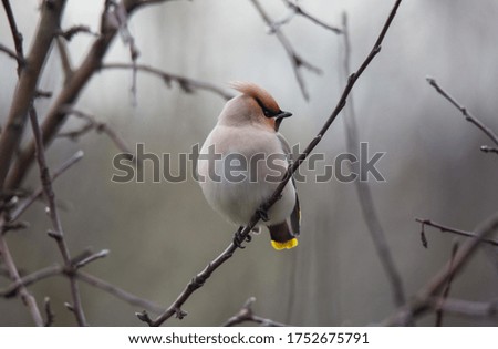 Bohemian waxwing colourful tufted bird perching in a cold spring day