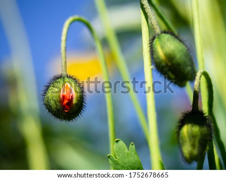 A fluffy Bud of a red blooming poppy close-up on a blurry background. Spring natural beautiful background for postcard. Bright poppy flowers concept of a new life and the beginning of spring.