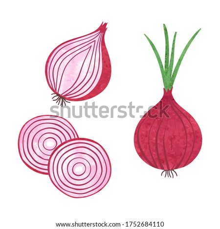 Set of watercolor red onions isolated on white background. Vector illustration of slice and onion rings