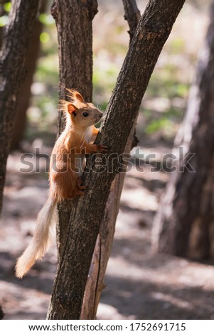 Funny euroasian red squirrel looking looking away while sitting on tiny tree trunk clutching the bark in woodland park outdoors