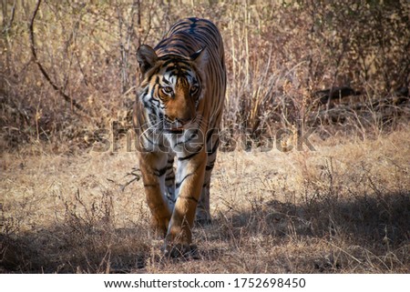 Royal Bengal Tiger, Panthera tigris, Arrowhead, Ranthambhore Tiger Reserve, Rajasthan, India Royalty-Free Stock Photo #1752698450