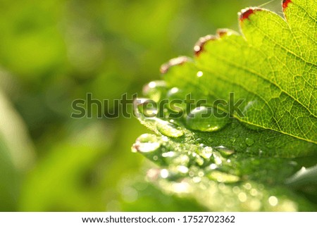 Closeup view of strawberry leaf with water drops on blurred background