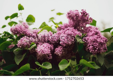 lilac flowers on the branches, photo with warm colors