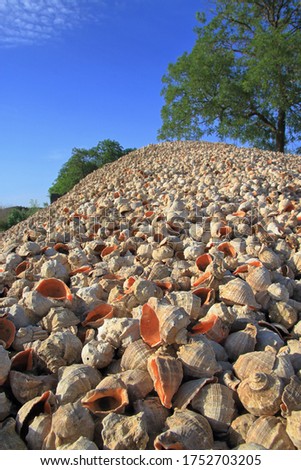 The photo was taken in Odessa region in Ukraine. The picture shows a mountain of mollusk shells called rapans.