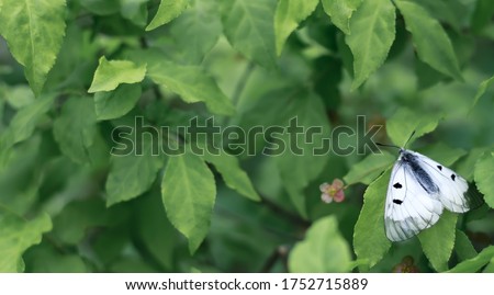 White butterfly among green leaves. Selective focus. Banner