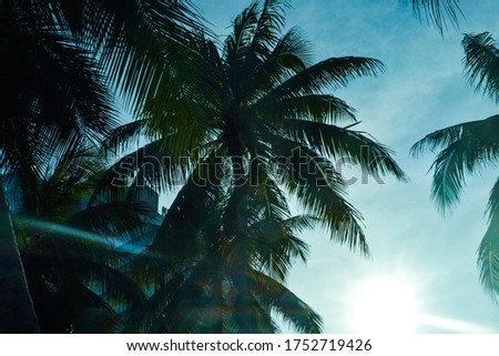 branches of coconut trees under the blue sky. Tropics with palm trees, travel concept.