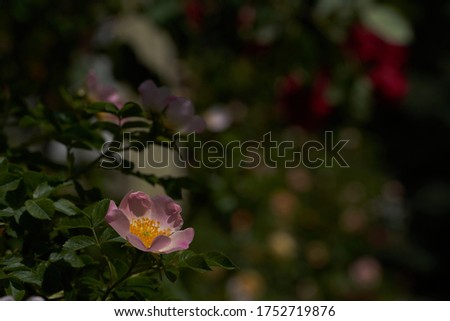 A pink coloured wild rose positioned on the lower left side of the picture, with another wild roses in the background and nice colourful bokeh leaving a negative space