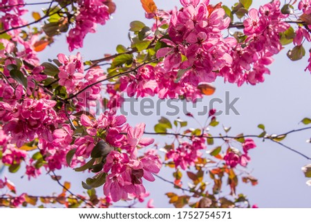 A branch of a pink blooming Apple tree branch in spring on a clear day, flower background