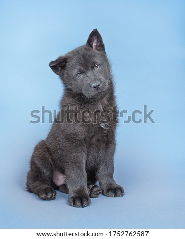Black Chowski puppy in studio on plain backgrounds