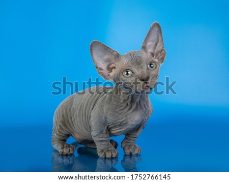 sphynx kitten on a blue background, plays, looks