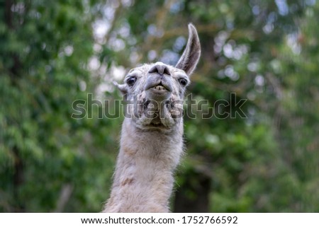 llama Lama glama portrait, beautiful hairy animal with funny face, light cream brown white color, showing only one ear