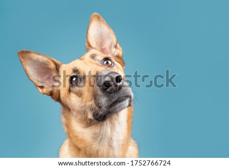 Belgian malinoise dog studio portraits on plain and coloured backgrounds Royalty-Free Stock Photo #1752766724