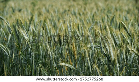 some beautiful ears of corn in the field