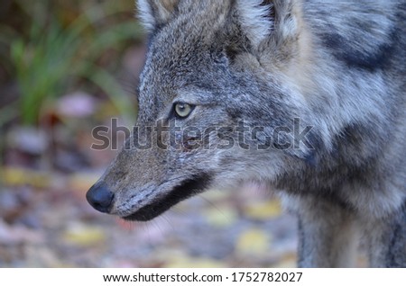 Eastern Wolf in the wild