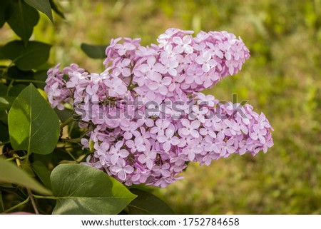 Branch of blooming purple lilac, photo Wallpaper, fresh spring background