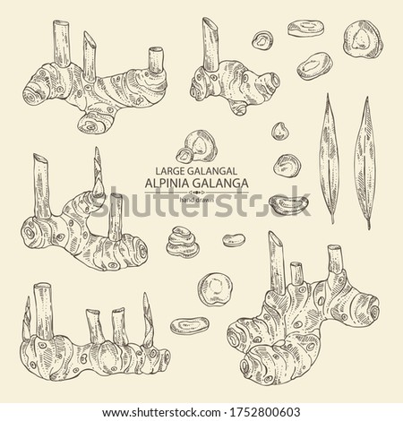 Collection of alpinia galanga: large galangal root and leaves. Vector hand drawn illustration. Royalty-Free Stock Photo #1752800603