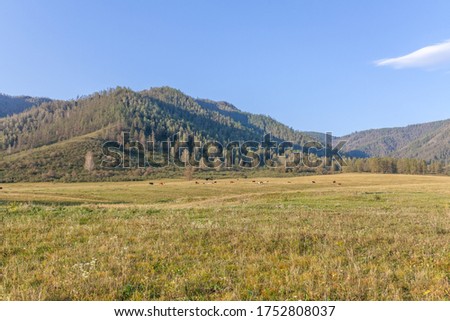 view of a herd of horses grazing peacefully. Folded hills under the blue sky. Shining landscape. Absolutely perfect picture. Sunny meadow. Altai Republic.Siberia. Russia.