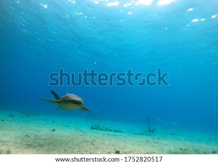 Nurse shark swimming facing the camera, blue background, in Caribbean water second shot