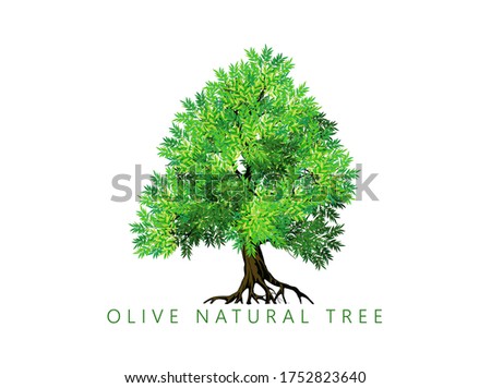 Olive tree vector isolated on white background