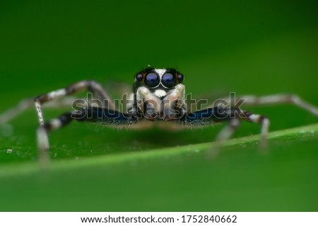 Jumping spider, green is the background
