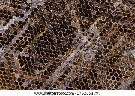 A honeycomb is a mass of hexagonal prismatic wax cells built by honey bees in their nests to contain their larvae and stores of honey and pollen.This picture is clicked on June 10, 2020.