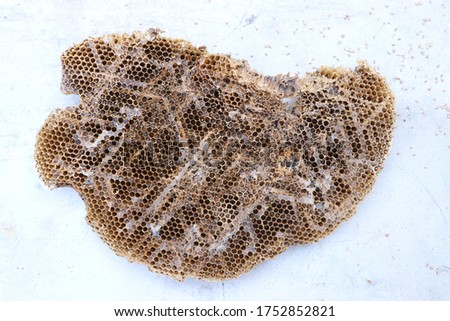 A honeycomb is a mass of hexagonal prismatic wax cells built by honey bees in their nests to contain their larvae and stores of honey and pollen.This picture is clicked on June 10, 2020
