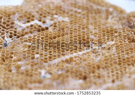 A honeycomb is a mass of hexagonal prismatic wax cells built by honey bees in their nests to contain their larvae and stores of honey and pollen.This picture is clicked on June 10, 2020
