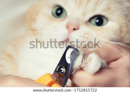 Cutting the claws of a cute creamy British cat. Pet care, grooming concept