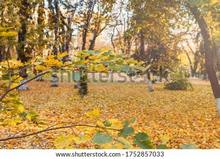 Beautiful yellow maple leaves on sunny day and blurry background. Golden autumn in city park. Close up, macro shot. Fall Scene.