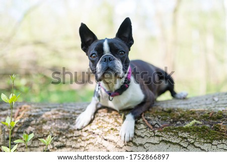 Boston Terrier dog lying on a fallen tree trunk in the forest - shallow depth of field