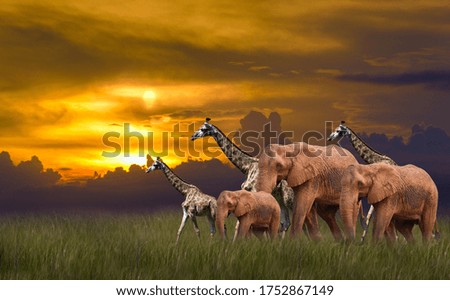 elephants and giraffe walk in the meadow at safari