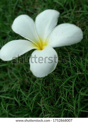 it is a picture of flower