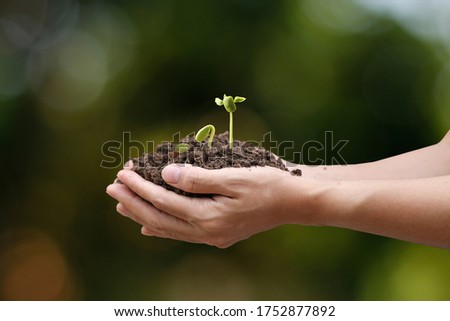 Agriculture. Farmer and nature baby plant in hands.