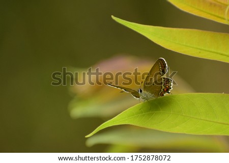 wonderful picture of himalayan beautiful creature .sorrel sapphire heliophorus sena.