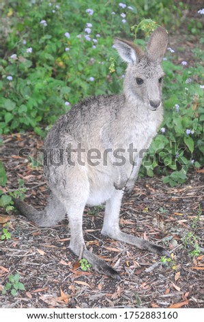 Australian kangaroo in its natural habitat after a rare night of rain
