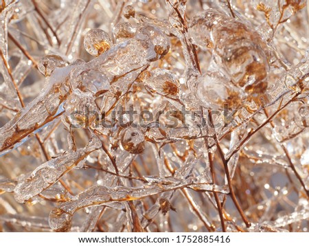 Frozen Orange Branch Leafs During Winter